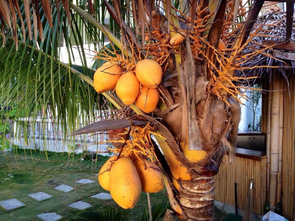 Oslob Garden Stay Beach Resort Eksteriør billede